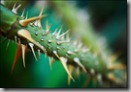 thorns_on_green