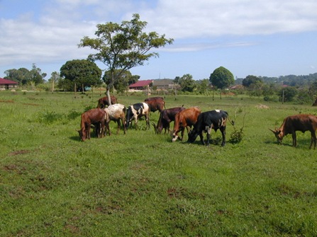 Moo Mowers