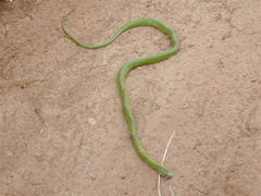 green mamba