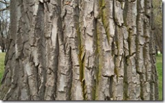 bark (Small)