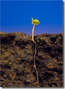 soilandseedling