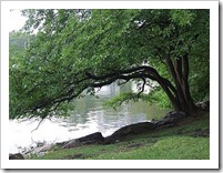 Tree by the river 28jun08